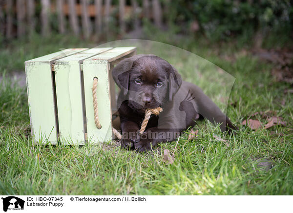 Labrador Welpe / Labrador Puppy / HBO-07345