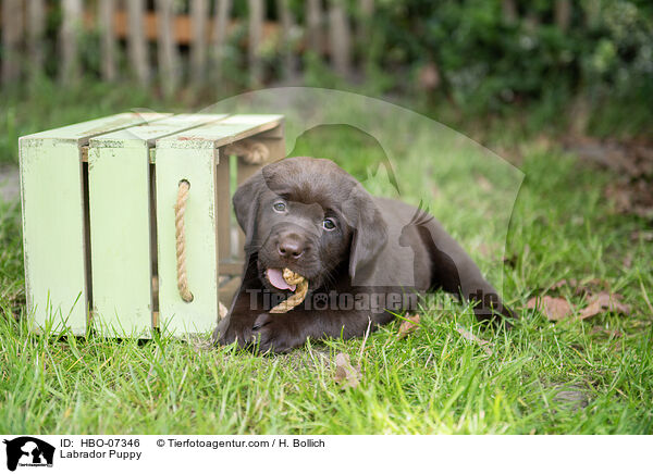 Labrador Puppy / HBO-07346
