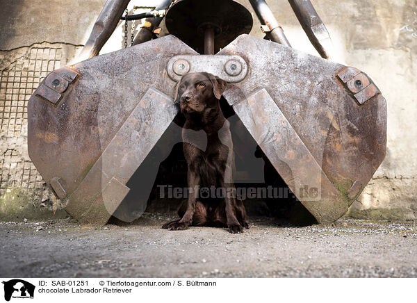 brauner Labrador Retriever / chocolate Labrador Retriever / SAB-01251