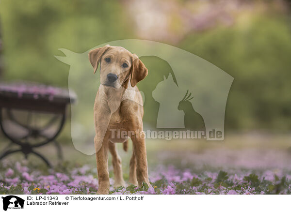 Labrador Retriever / Labrador Retriever / LP-01343