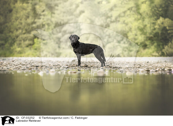 Labrador Retriever / CF-03252