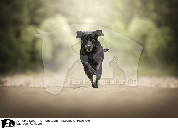 Labrador Retriever / CF-03255