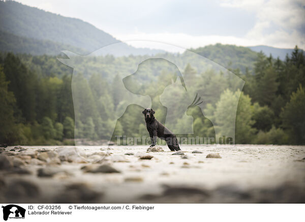 Labrador Retriever / CF-03256
