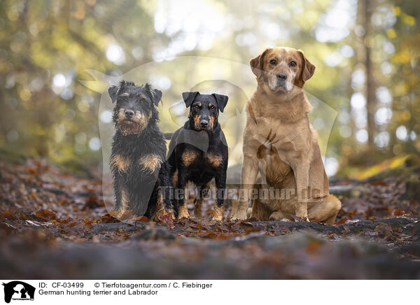 Deutscher Jagdterrier und Labrador / German hunting terrier and Labrador / CF-03499