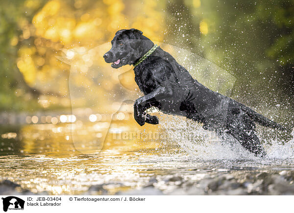 schwarzer Labrador / black Labrador / JEB-03404
