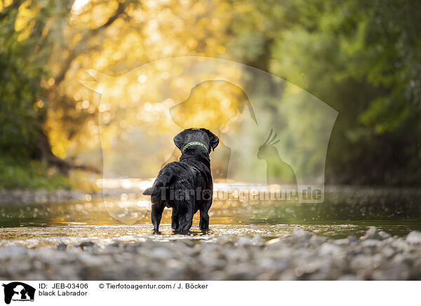 schwarzer Labrador / black Labrador / JEB-03406