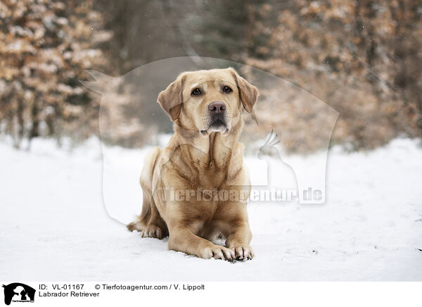 Labrador Retriever / Labrador Retriever / VL-01167
