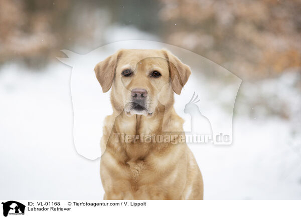 Labrador Retriever / Labrador Retriever / VL-01168