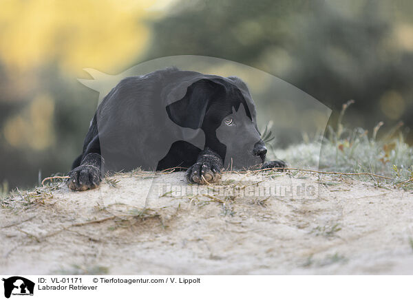 Labrador Retriever / Labrador Retriever / VL-01171