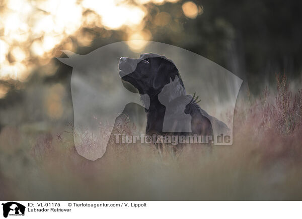 Labrador Retriever / Labrador Retriever / VL-01175