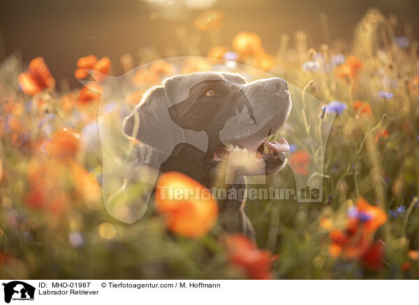 Labrador Retriever / Labrador Retriever / MHO-01987