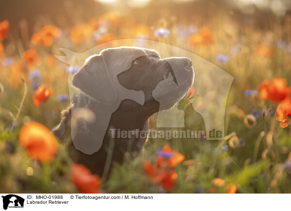 Labrador Retriever / Labrador Retriever / MHO-01988