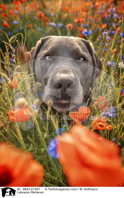 Labrador Retriever / Labrador Retriever / MHO-01991