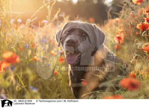 Labrador Retriever / Labrador Retriever / MHO-01994