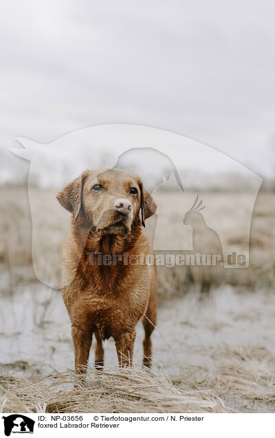 foxred Labrador Retriever / foxred Labrador Retriever / NP-03656