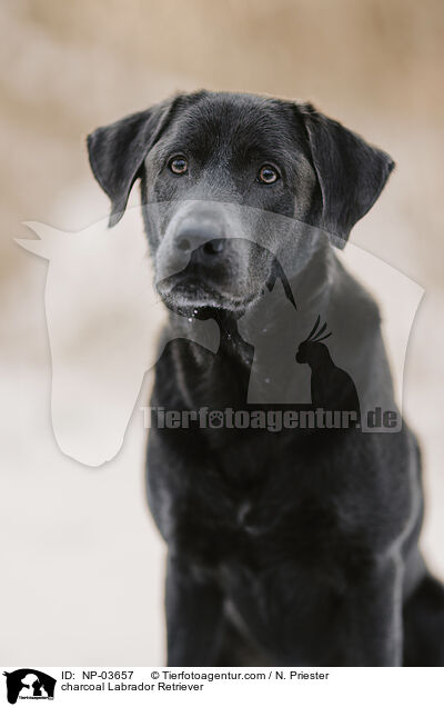 charcoal Labrador Retriever / charcoal Labrador Retriever / NP-03657
