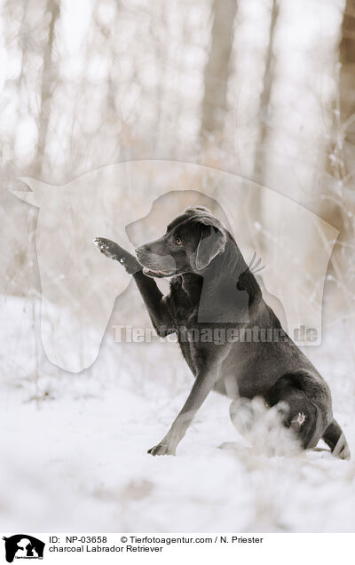 charcoal Labrador Retriever / charcoal Labrador Retriever / NP-03658