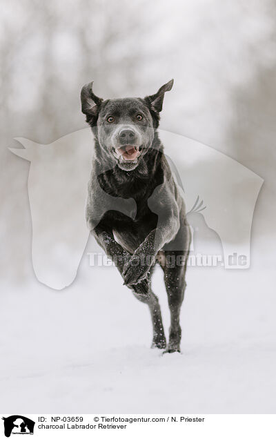 charcoal Labrador Retriever / charcoal Labrador Retriever / NP-03659