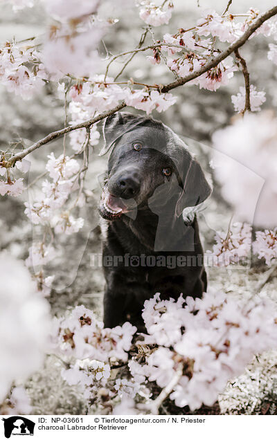 charcoal Labrador Retriever / charcoal Labrador Retriever / NP-03661