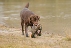 female Labrador Retriever