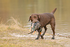 female Labrador Retriever