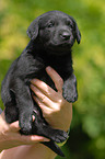 Labrador Retriever puppy