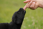 Labrador Retriever puppy
