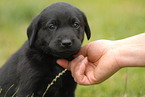 Labrador Retriever puppy