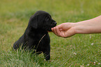Labrador Retriever puppy