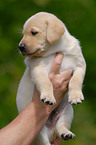 blonde Labrador puppy