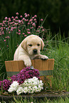 Labrador Puppy