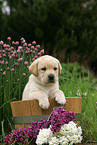 Labrador Puppy