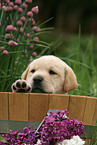 Labrador Puppy