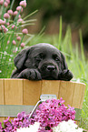 Labrador Puppy in bucket