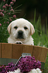 Labrador Puppy