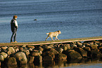 running Labrador Retriever