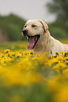 blonde Labrador Retriever