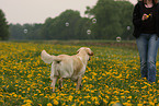 blonde Labrador Retriever