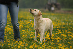 blonde Labrador Retriever
