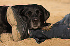 black Labrador Retriever