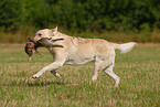 male Labrador Retriever