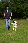 young Labrador Retriever