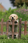 Labrador Retriever puppy at fence