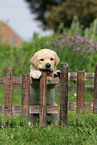 Labrador Retriever puppy at fence