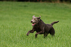 running Labrador Retriever