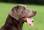Labrador Retriever Portrait