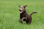 running Labrador Retriever