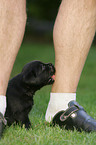 Labrador Retriever puppy