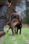 Labrador Retriever with pheasant