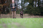 young Labrador Retriever
